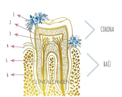 Sensibilidad o hipersensibilidad dentaria 1